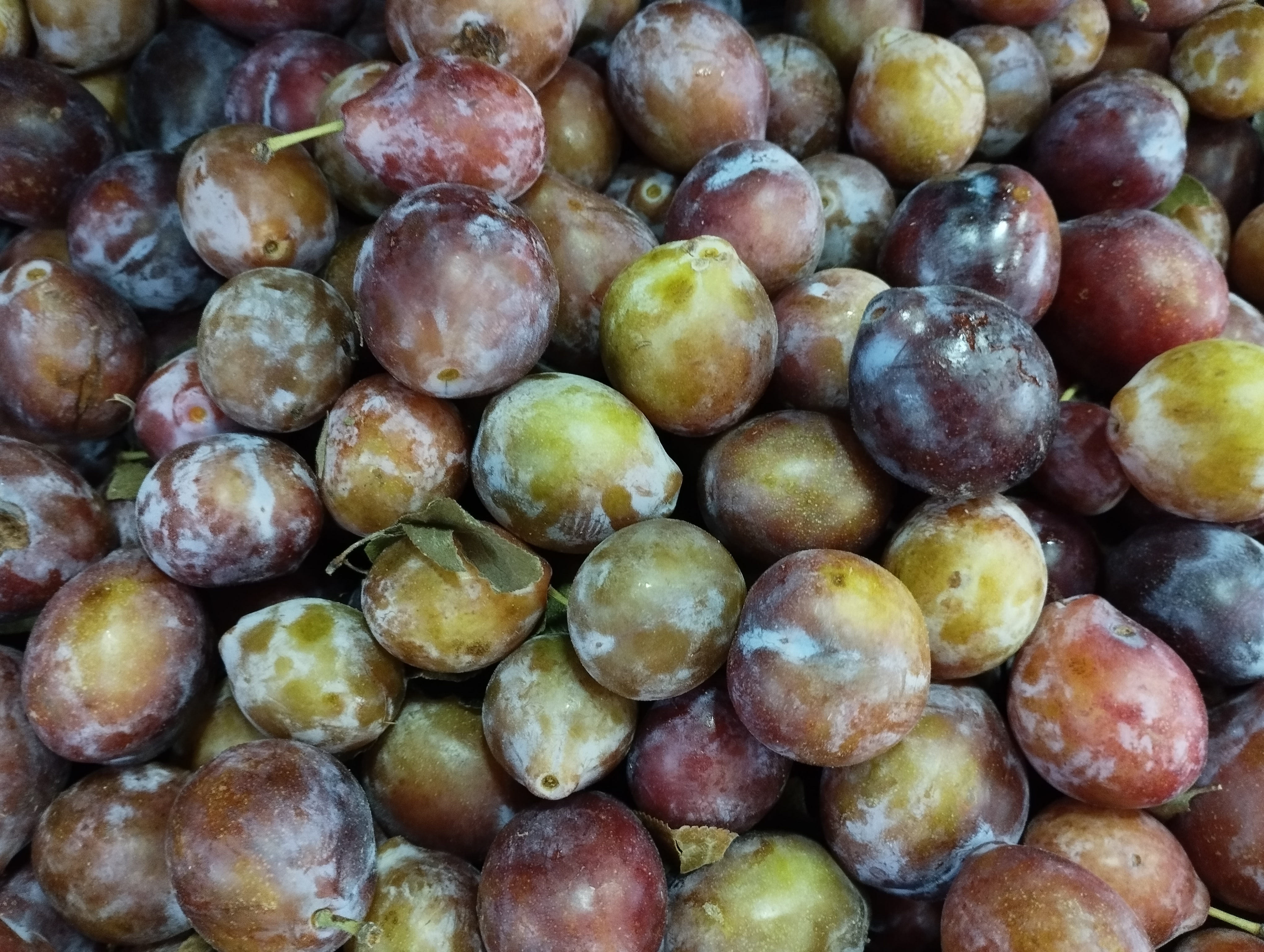 Ciruela D´Agen Doble