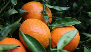 Mandarina sin semilla 